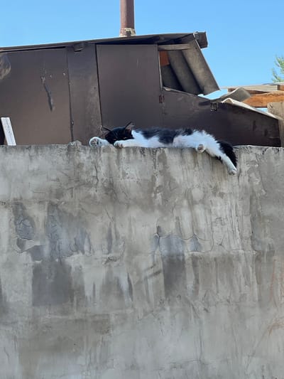 A black and white cat is sleeping on top of a rough, weathered concrete wall. The cat is lying on its stomach with its head resting on its paws, and its hind legs are dangling over the edge of the wall. Behind the wall is a dark brown corrugated metal structure, possibly a shed or building, with a rusty pipe extending upwards. The sky is clear and blue. The scene appears to be outdoors, possibly in a backyard or alleyway in the city of Dacha, Kyrgyzstan.