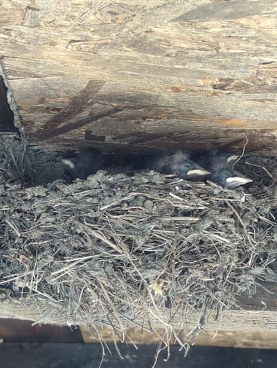 A close-up, eye-level shot captures a bird's nest made of dried grass and twigs, nestled under a rough wooden structure. Inside the nest, three small, dark-feathered chicks are visible. Two of the chicks are lying on their sides, facing the camera, with their mouths open and visible white beaks. The third chick is further back in the nest, facing away from the camera, and only its head is partially visible. The scene is lit from above, casting shadows within the nest. The image was taken in Kozare, Bulgaria.