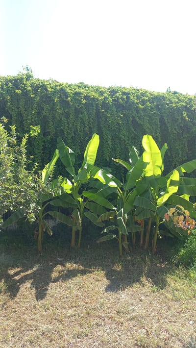 The image depicts a lush green garden scene with a prominent wall of ivy or a similar dense vine, forming a thick green hedge. In front of this hedge, several banana plants with their characteristic large, elongated leaves are growing. To the left of the banana plants, there is a smaller, bushier tree with denser foliage. The ground is covered in dry grass, casting shadows from the plants, indicating it is daytime. The sky above is a clear, bright blue. The scene suggests a warm, sunny climate, likely in a suburban or rural setting within the city of Bulungur, Uzbekistan. There are no people or animals visible in the image.