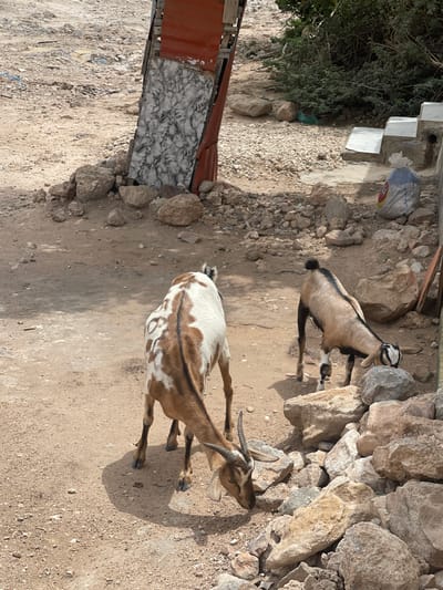 Two goats are grazing in a dusty, rocky area. One goat, predominantly white with brown patches, stands facing left, with its head lowered to the ground. The second goat, a fawn color with darker markings, stands to the right and also appears to be grazing. In the background, there is a makeshift structure with corrugated metal siding and a piece of what appears to be faux marble paneling. The ground is covered in dirt, small stones, and larger rocks. A white bag with blue and red markings is visible near the structure. This scene depicts a common sight in Hargeisa, Somaliland, where livestock are often found in urban and semi-urban environments, navigating rocky and dusty terrain.