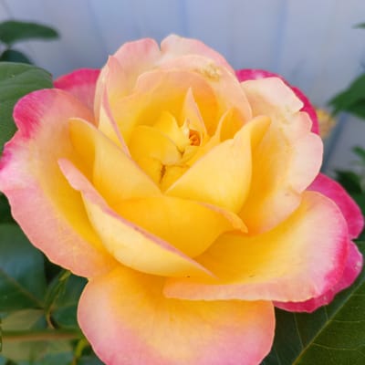 This is a close-up, eye-level, medium shot of a yellow and pink rose in bloom. The rose is the primary subject and occupies most of the frame. Its petals are layered and unfurling, with the inner petals a vibrant yellow that transitions to a soft pink at the edges. The rose is surrounded by dark green leaves, which are slightly out of focus. In the background, a blurred light blue surface, possibly a wall or fence, is visible. The image appears to have been taken outdoors in daylight. There are no people or animals present. The scene is calm and serene. The location is identified as Kalitino, Russia.