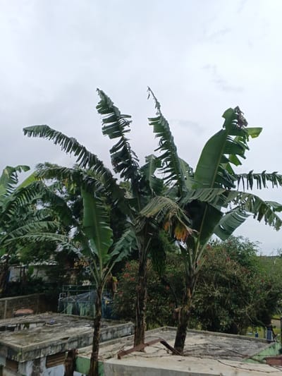 An outdoor scene in Kabiufa, Papua New Guinea, captures a cluster of banana plants rising from behind concrete rooftops under an overcast sky. Three prominent banana plants with large, green, partially tattered leaves are centered, with two exhibiting bunches of green, unripe bananas. The plant to the left and the one slightly to the right of the center both display such bunches. The rooftops, primarily visible in the lower foreground, are flat, made of concrete, and show signs of weathering, including dark stains and irregular surfaces. Visible structural elements, possibly metal rods or beams, are present on the rooftops. Beyond the immediate banana plants and rooftops, dense tropical vegetation, including trees and shrubs with some red blossoms, forms a green backdrop. In the deeper background, obscured by foliage, glimpses of residential or utility structures, including a blue cylindrical tank, are discernible. The sky above is uniformly light gray, indicating heavy cloud cover. No individuals are present.