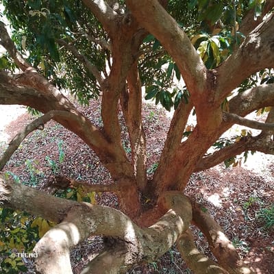 This image depicts a mature tree with a dense canopy and multiple thick, gnarled branches extending from a central trunk, situated in Kola ward, Kenya. The tree's bark displays a reddish-brown to grayish-brown coloration with a textured surface. Its leaves are predominantly green, some exhibiting lighter or yellowish hues, consistent with foliage under direct sunlight. The ground beneath the tree is visible, characterized by reddish-brown soil sparsely covered with fallen dry leaves and intermittent patches of green herbaceous vegetation. The scene is illuminated by bright natural light, indicating an outdoor daytime setting. No human or animal subjects, artificial structures, or specific objects beyond the natural environment are present within the frame.