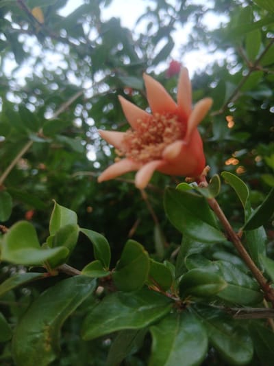 The image shows a close-up, slightly blurred, shot of a pomegranate flower with orange-pink petals and a textured stamen in the center. The flower is surrounded by lush green leaves and branches. The background is a bokeh of green foliage and bright white and yellow circular light patterns, suggesting an outdoor environment with dappled sunlight filtering through trees, possibly in a park or garden within the city of Ávila, Spain. No people are visible in the image. The focus is on the delicate details of the flower and the surrounding plant life.