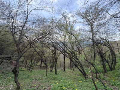 The image shows a forest in Bratsigovo, Bulgaria. The trees are mostly bare, with only a few small leaves budding out. The ground is covered in green foliage and small yellow flowers, possibly dandelions. The sky is overcast and grey. The trees are dense and intertwined, creating a closed-in atmosphere. The perspective is from ground level, looking slightly upwards into the forest.