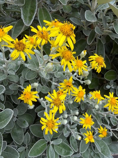 This is a close-up, top-down photograph of a cluster of bright yellow flowers with dark centers, some of which are visited by small, dark insects. The flowers are surrounded by a dense background of grey-green foliage. The leaves are oval-shaped and appear fuzzy or downy, with a silvery-white edge. Several flower buds, tightly closed and greenish-white, are also visible among the blossoms and leaves. The lighting suggests it is daytime, with no strong shadows indicating direct overhead sun. The scene is naturalistic, with no discernible man-made structures or elements of urban life, suggesting a garden or natural setting. There is no information in the image to pinpoint its location within Southend-on-Sea, United Kingdom.