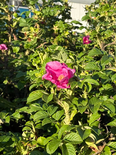 This is a close-up, eye-level shot of a vibrant pink rose nestled within a dense bush of green leaves. The rose is in full bloom, its delicate petals unfurling to reveal a cluster of yellow stamens in the center. The leaves are a rich green, with some showing hints of yellowing or browning, suggesting the transition of seasons. The bush is thorny, with sharp spines visible on the stems, indicating it may be a wild rose variety.
In the background, out of focus, is a white structure that could be part of a building, with some hints of blue peeking through. This suggests an outdoor setting, possibly a garden or natural area near a dwelling. The lighting suggests it is daytime, with sunlight casting shadows and highlighting the textures of the leaves and petals. The overall impression is one of natural beauty and the quiet bloom of a flower in its environment. The image is devoid of any visible text or people.