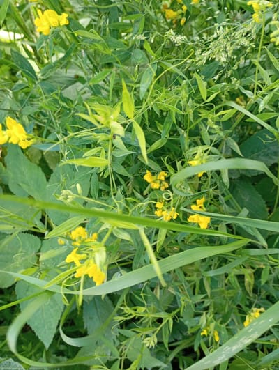 A close-up, vertical, eye-level shot captures a dense cluster of green foliage and small yellow flowers. The environment is natural, suggesting a garden or wild growth. The lighting is natural, casting soft shadows and highlighting the textures of the leaves and petals. No people are visible in the image.