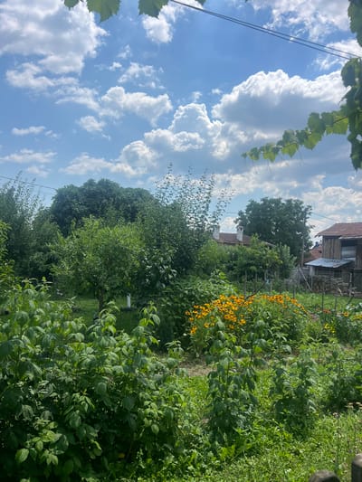 The image depicts a vibrant garden scene on a sunny day in Tazha, Bulgaria. In the foreground, lush green raspberry bushes are prominent, with dense foliage and visible leaves. Behind them, a bed of bright yellow coneflower flowers adds a splash of color to the landscape. Further back, various trees and smaller plants contribute to the dense greenery. To the right, a rustic, wooden-built structure with a corrugated metal roof stands, adjacent to another building with a red tile roof and chimneys. The background is dominated by a bright blue sky filled with fluffy white clouds. A few power lines are visible stretching across the top of the frame, and a branch of a grapevine with leaves hangs down from the upper right corner. The overall impression is one of a well-tended, natural outdoor space.