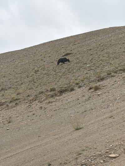 A dark-colored yak is seen walking on a sparsely vegetated, rocky hillside under a pale, overcast sky. The yak is positioned mid-slope, moving from left to right. The terrain is dry and appears to be a natural landscape, possibly in a mountainous region. The image does not depict the city of Stongde, India, but rather a wild or semi-wild environment.