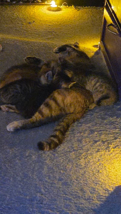 Two cats are sleeping on a grey carpet. One cat, in the foreground, is a tabby with orange and black stripes. It is lying on its side with its head resting on its paws. Its tail is curled around its body. The other cat, behind it, is darker in color and appears to be a domestic shorthair. It is curled up on its side, with its head tucked into its chest. The cats are in a room with a yellow carpet or rug on the floor, illuminated by a warm light source from above.