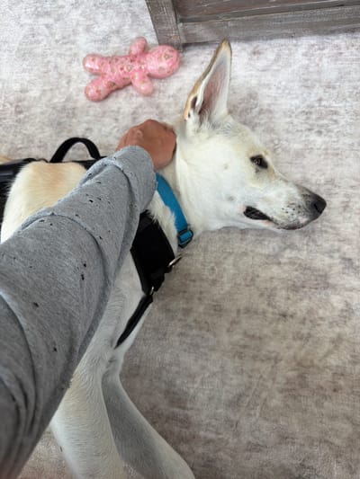 An over-the-shoulder shot depicts a person's arm and hand stroking the head of a light-colored dog lying on a textured rug. The dog, wearing a blue collar and a black harness, is lying down with its head to the right of the frame. A pink dog toy is visible in the upper left corner of the image. The background is a neutral-colored rug, and a portion of a wooden piece of furniture is visible at the top of the frame. The arm of the person is wearing a gray, distressed long-sleeved shirt. The scene appears to be indoors, with the lighting suggesting it is daytime.