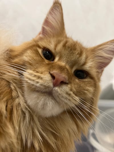 This is a close-up, slightly overhead shot of an orange tabby cat's face. The cat's head is angled towards the camera, and its fur is long and fluffy, especially around its neck and cheeks. The cat has large, dark eyes, a pink nose, and prominent white whiskers. The background is out of focus, appearing as a light-colored, textured surface, possibly a wall, with a hint of a greyish object to the right. There are no people or any indication of a specific location within Markova, Russia.