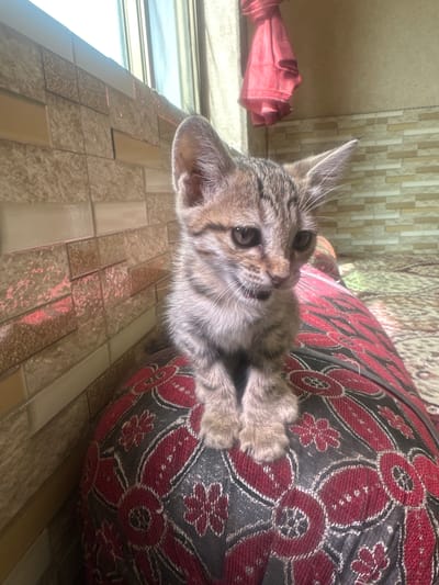 A tabby kitten sits on a patterned cushion in front of a tiled wall. The kitten is facing slightly to the right, with its mouth slightly open and its eyes looking down. The cushion has a dark red and black floral pattern. To the left of the kitten is a wall with rectangular, textured tiles. Behind the kitten, a red cloth is hanging. The background also shows a patterned rug and a window. The scene appears to be indoors, possibly in a residential setting in Bostan, Pakistan.
