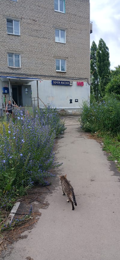 A tabby cat walks on a paved path in front of a light brick building in Volsk, Russia. The building has multiple windows and a covered entrance with a sign that reads "ПОЧТА РОССИИ" (Russian Post) and "WB". A young man on a bicycle stands near the entrance. Purple flowers line the path on the left side of the image, and dense green foliage is visible on the right. The sky is overcast.