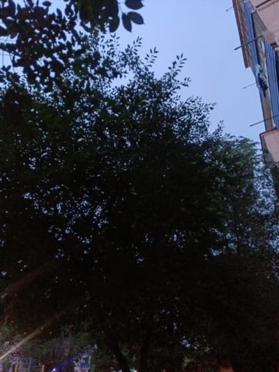 The image shows a view of trees against a twilight sky with a building on the right. The trees are dark and leafy, with some branches and leaves visible against the lighter sky. The building is partially visible and appears to be made of concrete and blue siding. There are some faint lights visible at the bottom of the image, suggesting a street or park area. The overall impression is of an outdoor scene in a residential or urban area.