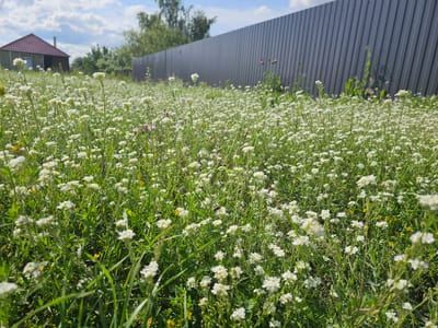 In Krivobor'e, Russia, a sun-drenched meadow is filled with numerous small white wildflowers and green grass. A tall, dark metal fence runs horizontally across the background. To the left, a single-story building with a reddish-brown roof and white walls is visible, surrounded by green trees. The sky above is bright blue with scattered white clouds. The overall scene is tranquil and depicts a natural landscape adjacent to a residential area.