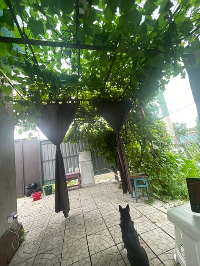 The image shows a backyard area with a tiled floor, a metal fence, and a canopy covered with grapevines. A black dog is standing in the foreground, facing away from the camera. In the background, there is a white refrigerator, a purple table, and some buckets. A laptop is visible on a white table to the right of the image. The overall scene suggests a domestic outdoor setting in Raslovka 1-Ya, Russia.