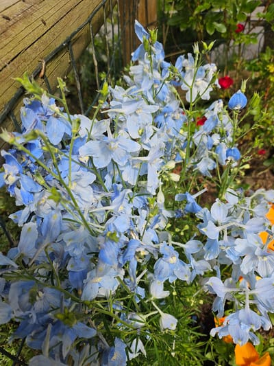 In the image, a cluster of light blue delphinium flowers with some white and lighter blue variations are the primary subject. They are densely packed on thin green stems, with some buds visible at the tips. In the background, a weathered wooden fence post runs diagonally from the top left corner, secured by a metal wire fence. Behind the fence and flowers, the blurred background shows green foliage, with hints of red and orange flowers. The ground beneath the flowers appears to be a mix of soil and greenery. The scene is outdoors, likely in a garden setting. No people or animals are present. The lighting suggests a sunny day.