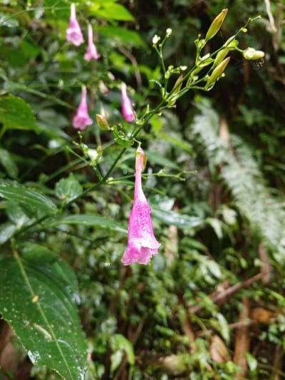 This image captures a close-up view of vibrant pink flowers and green foliage in Silvino Lobos, Philippines. The primary subject is a single, prominent, bell-shaped pink flower hanging downwards, positioned centrally in the lower half of the frame. This flower is in sharp focus, exhibiting visible water droplets on its petals and stem. Above and to the left of this flower, several other similar pink flowers, some open and some still as green, elongated buds, are present on slender green stems, appearing slightly out of focus. A subtle spiderweb is visible among the buds in the upper right portion of the frame. The surrounding environment consists of dense, lush green vegetation, including broad, wet leaves in the lower left foreground and blurred fern-like structures in the mid-background, indicating a moist, natural setting. No human subjects or man-made objects are discernible.
