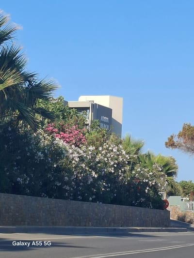 The image shows a view towards Ammos Beach Hotel in Gouves Municipal Unit, Greece, taken from an elevated position next to a road. A low stone wall separates the road from lush vegetation, including palm trees and flowering bushes with white and pink blossoms. The clear blue sky suggests a sunny day. The Ammos Beach Hotel is visible in the background.