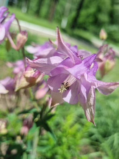 A close-up shot depicts a cluster of light purple flowers. The flowers feature delicate petals and visible reproductive structures, with blurred green foliage visible in the background. The location and specific details about Kemul, Russia, are not discernible from the image.