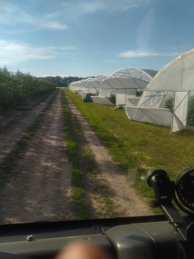 The image depicts a dirt road winding through a rural agricultural setting in Nemyriv, Ukraine. On the right side of the road, a series of white hoop greenhouses are lined up, their translucent covers partially obscuring the greenery within. These structures suggest a controlled environment for cultivating crops. To the left of the road, a dense line of green foliage, possibly berry bushes or other crops, stretches into the distance. The road itself shows tire tracks, indicating recent vehicle activity, and is flanked by patches of green grass. The sky above is a clear blue with scattered white clouds, suggesting fair weather. The lighting indicates it is daytime, likely late afternoon or early evening, given the long shadows cast on the road. The scene is peaceful and orderly, typical of a working farm. The photograph appears to be taken from the perspective of someone inside a vehicle, as evidenced by the dashboard and a mounted fan visible in the foreground. There are no people clearly visible in the image, nor is there any discernible text. The overall impression is one of agricultural productivity and a serene rural landscape under a bright sky.