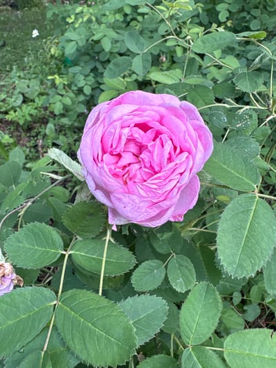 A close-up, overhead shot captures a fully bloomed, vibrant pink rose in the foreground, nestled amongst lush green foliage. The rose's petals are densely packed, displaying a rich, velvety texture and subtle variations in shade. Surrounding the rose are numerous dark green leaves, some showing serrated edges and prominent veins. The background consists of a blur of more green foliage, suggesting a garden setting. A small, white flower is visible in the upper left quadrant, providing a stark contrast to the dominant pink and green hues. The overall scene is peaceful and natural, with no discernible human presence. The location is identified as Dubrovino, Russia.