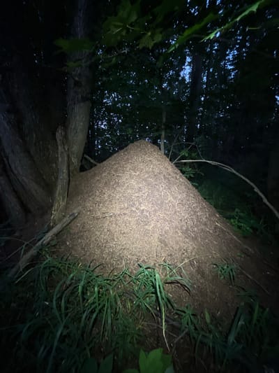 The image depicts an ant hill in a forest at dusk. The ant hill is a large, conical mound of soil and debris, illuminated by a spotlight. It is situated at the base of a large tree with textured bark and exposed roots. Surrounding the ant hill is dense vegetation, including tall grasses and green leaves. The background consists of a dark forest with the faint silhouette of trees against a dimly lit sky. There are no people or animals visible in the image. The location is identified as Badashka, Russia.