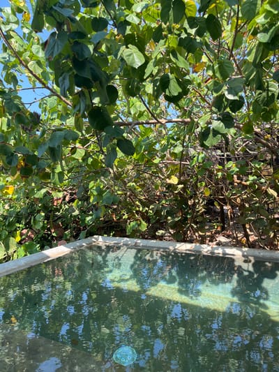A concrete pool with a greenish-blue tiled bottom is filled with clear, still water. The surface of the water reflects the surrounding foliage, creating a dappled pattern of light and shadow. The pool is located in San Isidro Llano Grande, Mexico, at the coordinates 15.939 latitude and -97.279 longitude. The pool is partially obscured by a large tree with green leaves that overhangs the edge. The ground around the pool is covered in dry leaves and twigs. There are no people present. The weather appears to be sunny and clear.