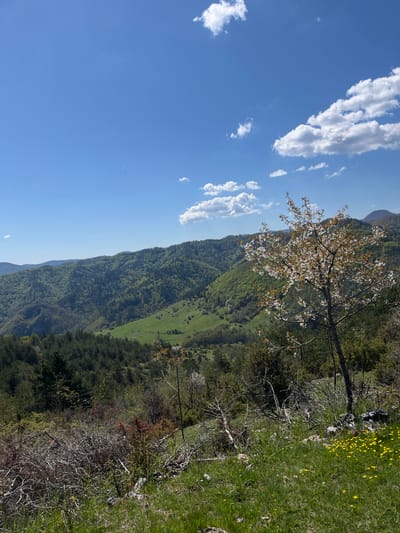 The image shows a mountain landscape near Uhlovitsa, Bulgaria. A green valley is surrounded by forested mountains. The sky is blue with scattered white clouds. In the foreground, a blossoming tree and a grassy area with yellow flowers are visible.