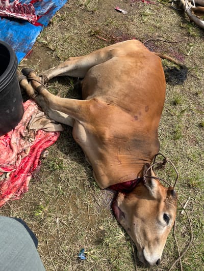 Location: Paya Geli, Indonesia.

Scene: A dead, brown cow lies on the ground, likely grass or dirt. Its legs are bound together with rope. A rope is also tied around its neck. There is a large, open wound around the cow's neck with visible blood. The cow's head is resting on the ground. Visible near the cow are portions of internal organs. To the lower left, sections of ribs/meat are visible on a blue tarp. A dark container is also present. There is a partial view of a person to the lower right corner of the frame.