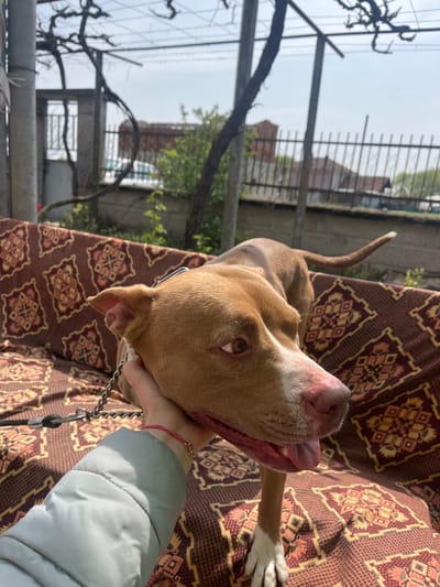 A tan pit bull dog, on a brown patterned couch, is being held by the hand of a person wearing a light blue coat and pink bracelet. The dog has a silver chain leash and the dog's tongue is hanging out. In the background is a wrought iron fence, trees, and a building. It is daytime. This photograph was taken in Pamukchii, Bulgaria.