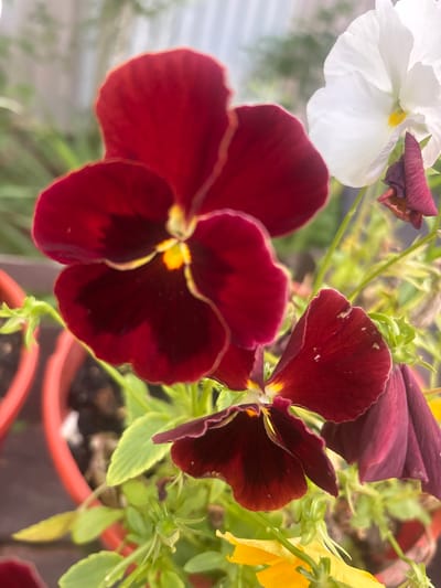 This is a close-up, vertical shot of several pansies in a garden setting. The main focus is on two large, deep red or burgundy pansies, one in the foreground and another slightly behind and to the right. The foreground pansy's petals are unfurled, revealing a bright yellow center. The pansy behind it is partially closed, showing its dark upper petals. To the upper left, a white pansy with a yellow center is visible, with some wilted purple petals just above it. Further to the right, a bright yellow pansy is peeking through the greenery. The background consists of green foliage and soil in reddish-brown pots, suggesting the flowers are potted plants. The lighting appears to be natural daylight, casting soft shadows and highlighting the vibrant colors of the flowers. The overall impression is one of a vibrant and healthy flower display in an outdoor garden. The context suggests the location is Лотос Снт (марьино), Russia. No people or text are visible in the image.