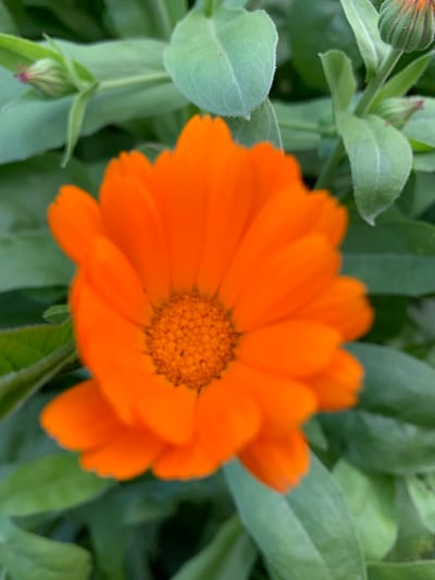 The image displays a close-up, slightly blurred view of an orange calendula flower in bloom, surrounded by lush green foliage. The flower is the central subject, with its bright orange petals radiating from a darker, textured center. Several unopened flower buds and large, soft green leaves fill the background and frame the central bloom. The overall impression is one of natural growth in an outdoor setting. The specific location within Блеўчыцкі сельскі Савет, Belarus, is not discernible from the visual information provided in the image.