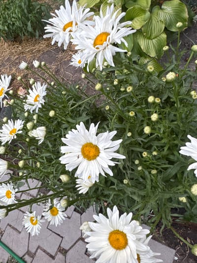This media file captures a close-up, top-down view of several large white daisies with bright yellow centers. The daisies are in various stages of bloom, with some fully open and others as buds. They are surrounded by lush green foliage and stems. In the background, there are large, broad green leaves of what appears to be hosta plants, and a section of gray, interlocking paving stones. The ground beneath the plants is a mix of dark soil and dry, straw-like material.
The scene suggests an outdoor garden setting. The lighting indicates it is daytime, possibly mid-morning or afternoon, with soft, diffused light that highlights the petals and centers of the flowers. There are no people or animals prominently featured, although a small insect can be seen on one of the daisy petals in the upper right quadrant. The overall impression is one of a vibrant, natural garden in bloom. The location context provided is Novopavlovka, Kyrgyzstan, which places the scene within a specific geographic region. There is no visible text in the image.