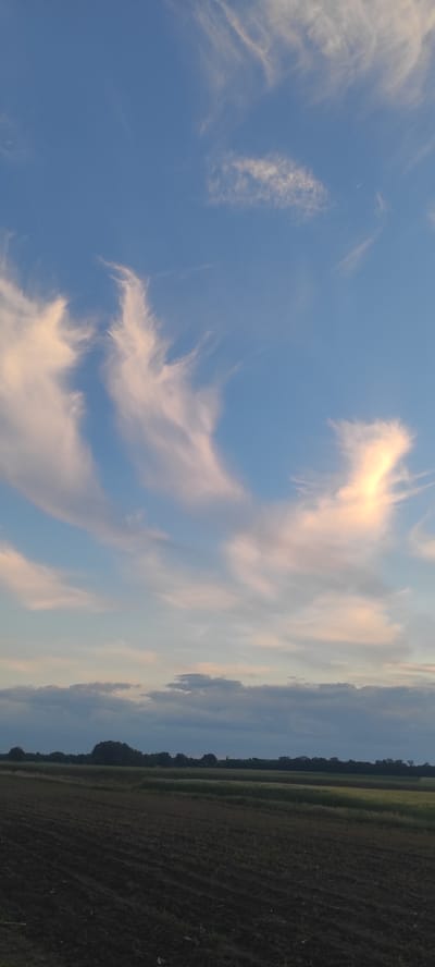 This is a vertical, medium shot photograph of a rural landscape in Kobeliachok, Ukraine, during what appears to be late afternoon or early evening. The sky dominates the upper two-thirds of the frame, displaying a gradient of blue from a deep azure at the top to a lighter, softer hue near the horizon. Scattered across the sky are wispy, feathery clouds, tinged with delicate shades of pink and white, catching the fading sunlight.
Below the sky, a dark, treeline stretches horizontally across the midground, forming a silhouetted border between the sky and the fields. This treeline is dense and appears to be composed of deciduous trees.
The foreground is a cultivated field, showing dark, tilled earth with visible rows of furrows running diagonally from the bottom left to the upper right of the frame. The soil appears rich and dark. To the right of the tilled field, a strip of green vegetation, possibly a crop or grassland, is visible. The overall atmosphere is serene and natural, indicative of an agricultural setting. There are no people or man-made structures immediately visible in the frame.