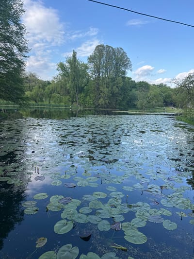 This image captures a serene natural landscape, likely a park or garden, centered around a large, tranquil body of water. The surface of the water is densely covered with numerous green lily pads, many round in shape, with some displaying hints of reddish-brown on their undersides. Several small, bright yellow water lily flowers are visible among the pads. The dark blue water beautifully reflects the clear blue sky and scattered white, fluffy clouds, creating an illusion of depth and mirroring the overhead scene.

Lush, green trees form a verdant backdrop along the distant banks of the water, their foliage thick and vibrant. Some trees appear tall and robust, while others exhibit a more slender, possibly weeping, form. In the upper left corner, a single black power line stretches diagonally across the sky. Faint white figures, possibly people or water birds like swans, can be seen in the distance on the far bank, adding a subtle touch of life to the otherwise still environment.

The time of day appears to be sunny daytime, likely late morning or early afternoon, given the bright illumination and clear skies. The weather is fair with scattered clouds, contributing to the peaceful and calm atmosphere. No specific activity or event is actively unfolding. The scene evokes a sense of tranquility and natural beauty. There is no visible text within the image. The provided context states the location is Craiova, Romania.