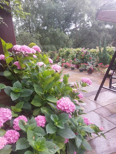 This media file captures a lush garden scene in Waverley, United Kingdom, likely during daytime. The foreground is dominated by a vibrant clump of pink hydrangeas, their large, clustered blooms heavy with water droplets, suggesting recent rain or dew. The large, green, serrated leaves of the hydrangeas are also visibly wet. Behind the hydrangeas, a paved patio made of light-colored, rectangular stones runs diagonally across the frame. The patio appears damp, reinforcing the impression of recent precipitation.
Further back, a profusion of flowering plants, predominantly pink and red roses, are arranged in pots and beds, creating a colorful border along the patio. Some of these plants are climbing, adding vertical interest. A dark metal garden structure, possibly a chair or table frame, is partially visible at the top of the frame, casting a shadow on the patio. Beyond the flower beds, a dense backdrop of mature trees with dark green foliage fills the upper portion of the image. A portion of a dark brown wooden fence or planter box is visible in the lower left corner. The overall atmosphere is one of a well-maintained, verdant garden, perhaps after a shower. No people or text are visible in the image.