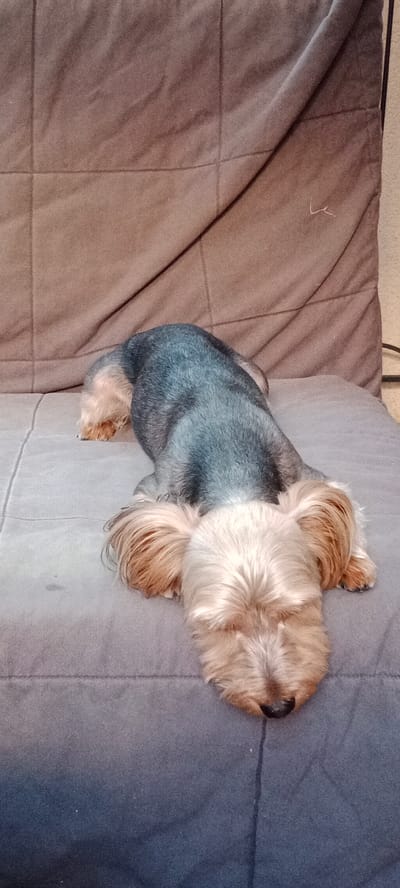 A Yorkshire Terrier is lying down on a quilted, grey surface. The dog is facing forward with its head down, its fur is a mix of grey and tan. The background is a brown quilted fabric. The location is a home in Galapagar, Spain.