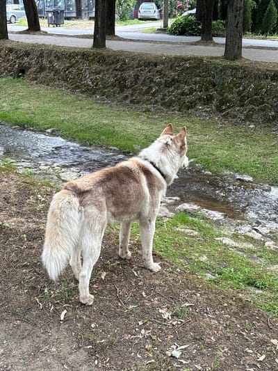 The image captures an outdoor scene in Vrnjacka Banja Municipality, Serbia. The precise location within the municipality is not discernible from the visual information provided.
In the foreground, a medium-sized dog stands with its back largely to the viewer, looking towards a shallow, flowing stream. The dog exhibits a coat of brown/tan and white fur, with distinct brown markings along its back and a white tail. It wears a black collar. The ground immediately surrounding the dog is composed of dry, light brown soil with sparse patches of green grass and scattered fallen leaves and twigs.
To the dog's left, the narrow stream flows from left to right, characterized by clear water and visible stones on its bed. The stream is bordered by green grass and rocky edges. Beyond the stream, the terrain slopes gently upwards with more green grass.
In the mid-ground, behind the dog and the stream, an elevated, moss-covered stone or earthen retaining wall separates the lower natural area from an upper paved surface. Several large trees with dark, rough trunks are rooted along this paved area, which appears to be an asphalt road or pathway.
In the background, on the paved surface, a dark-colored refuse bin is visible near one of the tree trunks. Further to the left, a light-colored sedan is parked facing away from the viewer. Behind the paved area and trees, various green foliage, including bushes and what appear to be flowering plants with pink blossoms, are present. The sky is not visible, suggesting an overcast day or shaded conditions.