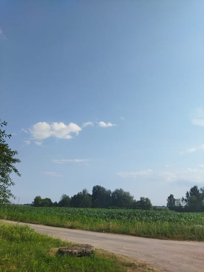 A wide, unpaved road curves through a rural landscape under a clear blue sky with scattered white clouds. To the left of the road, tall green grass and foliage are visible, with the leaves of a tree in the foreground. The road then stretches towards a vast, green field of crops, likely corn, which fills the middle ground of the image. A line of diverse trees forms a distant horizon behind the crop field, with some taller, darker trees on the right side of the frame. The scene suggests a bright, sunny day in a rural setting, possibly during the late morning or early afternoon. There is no visible text in the image, and no people or specific objects of note are present besides the natural elements of the landscape and the road. The overall mood is peaceful and serene, capturing the simplicity of the countryside.