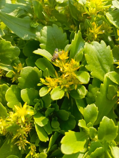 A close-up, overhead shot shows a cluster of bright green succulent leaves with small, star-shaped yellow flowers. A single fly rests on one of the leaves towards the top left of the frame, its body dark and fuzzy. The lighting suggests it is daytime, with sunlight casting shadows on the textured leaves. The scene is located in Zalesovo, Russia.