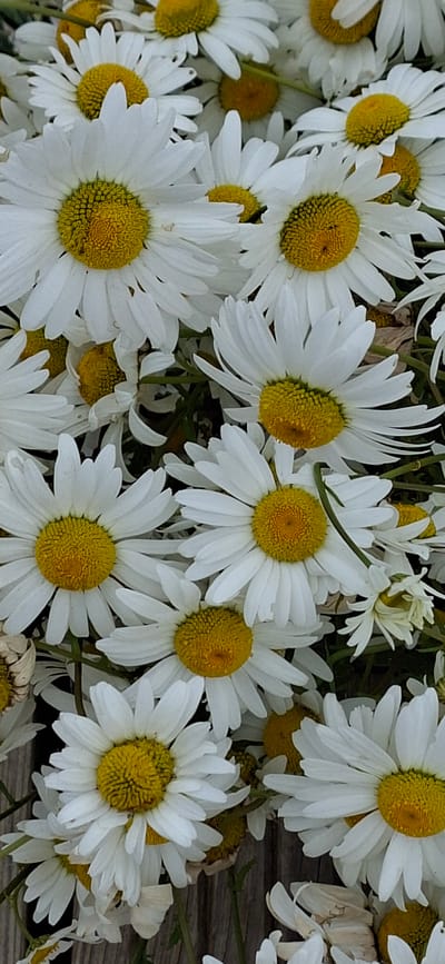 A close-up, overhead shot shows a dense cluster of white and yellow daisies, filling the frame. The daisies are in various stages of bloom, with some fully open and others partially closed. The petals are delicate and white, radiating from bright yellow centers. Green stems and leaves are visible between the flowers, suggesting they are growing in a natural setting. The background appears to be a rustic wooden surface, possibly a fence or table, with a slight texture and muted brown tones. There are no people or animals present in the image. The scene depicts a natural arrangement of flowers, likely in a garden or outdoor space, with no specific landmarks indicating the city of Pihali, Estonia.