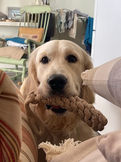 A tan golden retriever dog is close-up, looking at the camera while holding a brown rope toy in its mouth. The dog is partially obscured by what appears to be a striped chair seat and a blanket. In the background, out of focus, is a light green vintage chair and a shelf with various items on it. The image is rotated counter-clockwise. There is no information available to confirm the location of the picture as Paiporta, Spain.