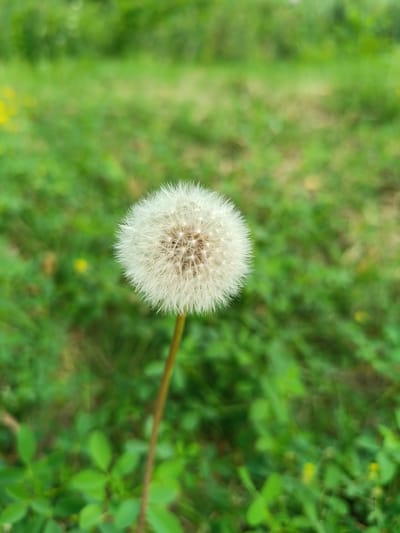 A close-up, vertical shot focuses on a single, white dandelion seed head against a blurred green background of grass and foliage. The dandelion is positioned in the center of the frame, its delicate seeds appearing fluffy and ready to disperse. The stem of the dandelion is thin and brown, extending downwards from the seed head. The background is a soft wash of greens, with hints of yellow visible in the distance, suggesting an outdoor setting, likely a park or natural area. The image does not contain any people, actions, or interactions. The scene is devoid of any recognizable landmarks or architectural elements that would specifically place it within Târgu Jiu, Romania. The overall impression is one of natural simplicity and the ephemeral beauty of a dandelion.