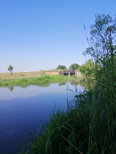 The image depicts a tranquil waterscape under a clear, bright blue sky. The foreground is dominated by lush, green reeds and tall grass growing along the bank of a calm body of water. The water itself is dark and reflects the surrounding environment, including the sky and vegetation.

In the middle ground, across the water, is a grassy embankment. A lone, slender tree stands on this embankment to the left of the frame. Further to the right, a concrete structure, possibly a small dam or weir, spans the width of the water. This structure appears to be made of grey concrete and has openings that suggest water flow. Beyond the embankment, a line of trees forms the distant horizon.

The overall scene suggests a peaceful, natural setting. The bright blue sky and the calm water indicate a pleasant day, likely in the morning or afternoon, with good weather. There is no visible text in the image. The scene evokes a sense of serenity and natural beauty. The location context provided is Lanivtsi, Ukraine.
