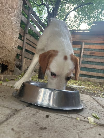 A young, white and tan dog with floppy ears is eating from a silver metal bowl placed on a paved outdoor surface. The dog is in the foreground, with its head bent down into the bowl. Behind the dog, a wooden fence is visible, along with some greenery and tree branches overhead. The environment appears to be a yard or an outdoor enclosure. The location is identified as Polenitsa, Bulgaria.