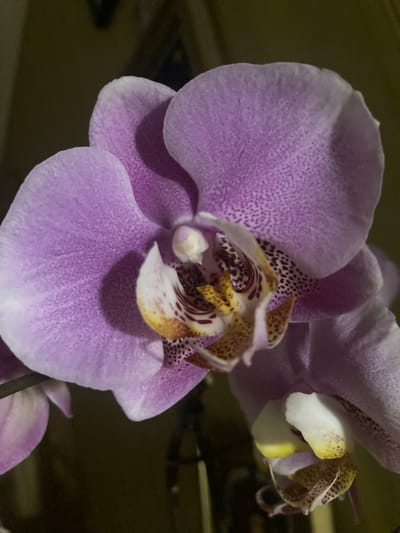 This is a close-up, vertical, eye-level shot of a purple orchid bloom. The orchid has several petals, with the prominent ones being a soft lavender color, transitioning to a lighter shade towards the edges. The center of the bloom features intricate details with white, yellow, and maroon speckled patterns. The background is dark and out of focus, suggesting an indoor environment, possibly a home or greenhouse, in Матыкальскі сельскі Савет, Belarus. No people or actions are visible in the image. The focus is entirely on the delicate structure and coloring of the orchid.