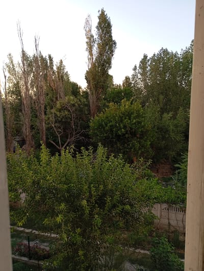 The image depicts a view of a yard and trees from a window. In the foreground, a large, leafy green tree occupies the lower right portion of the frame. Beyond this tree, a pathway can be seen, bordered by a chain-link fence and a flowerbed with pink flowers. Further in the background, a light-colored concrete wall with decorative pillars runs horizontally. A dense cluster of tall, slender trees with bare upper branches dominates the mid-ground. To the right of these, a variety of other trees with green foliage are visible. The sky is clear and pale blue, suggesting it is either early morning or late afternoon. The scene appears to be a residential backyard in a city, possibly Mirzo Ulugbek, Uzbekistan, characterized by its abundant greenery and a mix of tall, thin trees and denser foliage.